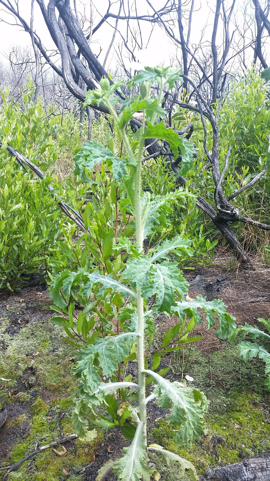 Image of Hawaiian prickly poppy