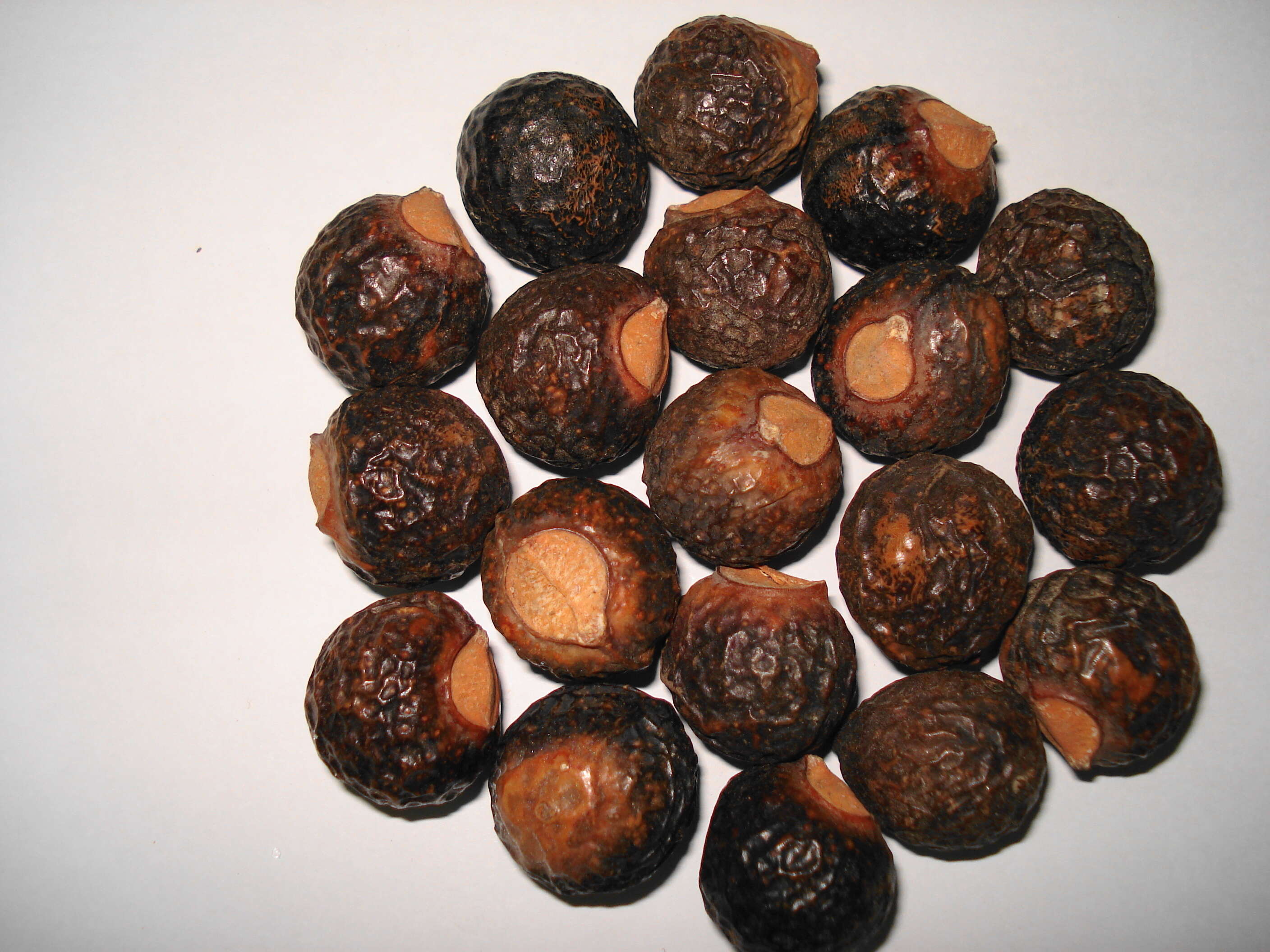Image of Chinese soapberry