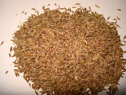 Image of cumin