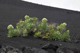 Plancia ëd Echium brevirame Sprague & Hutchinson