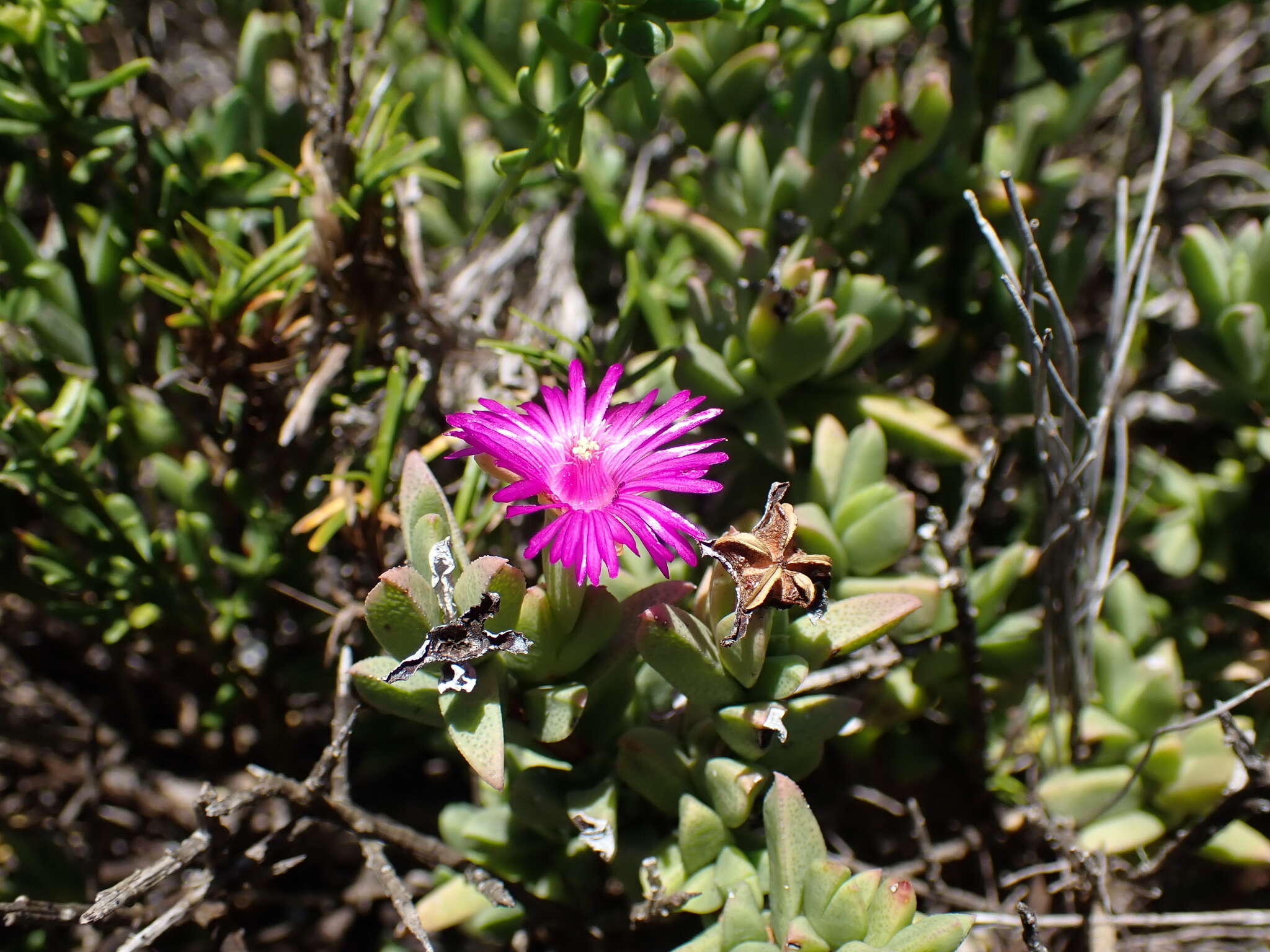 Imagem de Ruschia neovirens Schwant.