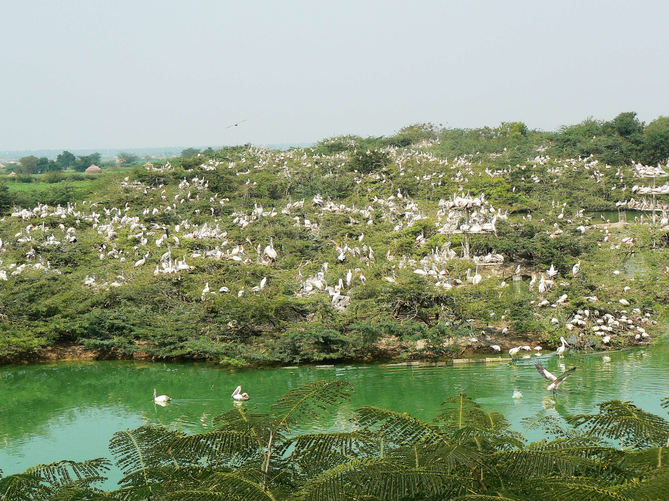 صورة Pelecanus philippensis Gmelin & JF 1789