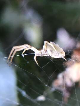 Image of Uloborus walckenaerius Latreille 1806