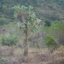 Image de Consolea macracantha (Griseb.) A. Berger