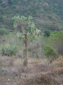 Consolea macracantha (Griseb.) A. Berger的圖片