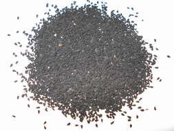 Image of black cumin