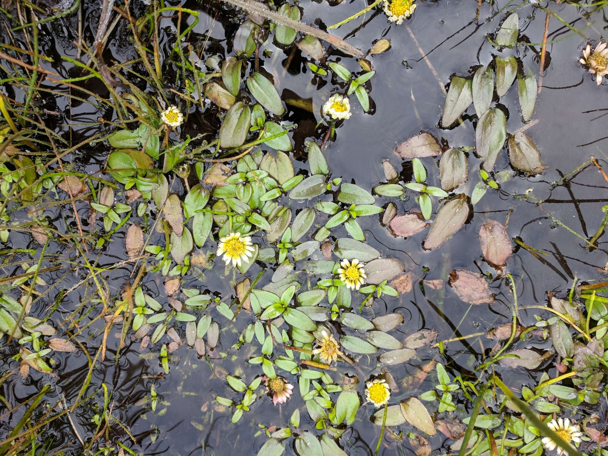 Image of Jaegeria glabra (S. Wats.) B. L. Robinson