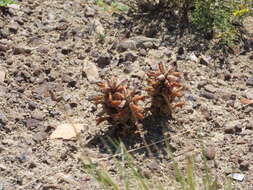 Image of flat-top broomrape