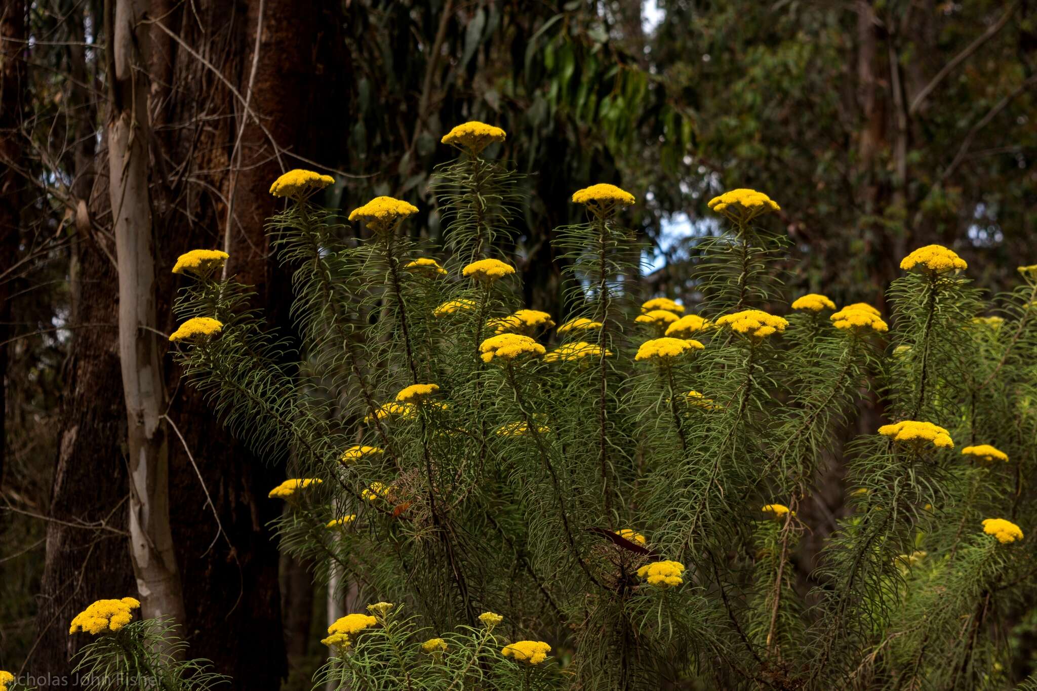 Plancia ëd Cassinia leptocephala F. Müll.