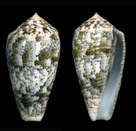 Image of Conus barbara Brazier 1898