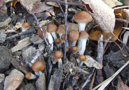 Psilocybe cyanescens Wakef. 1946的圖片