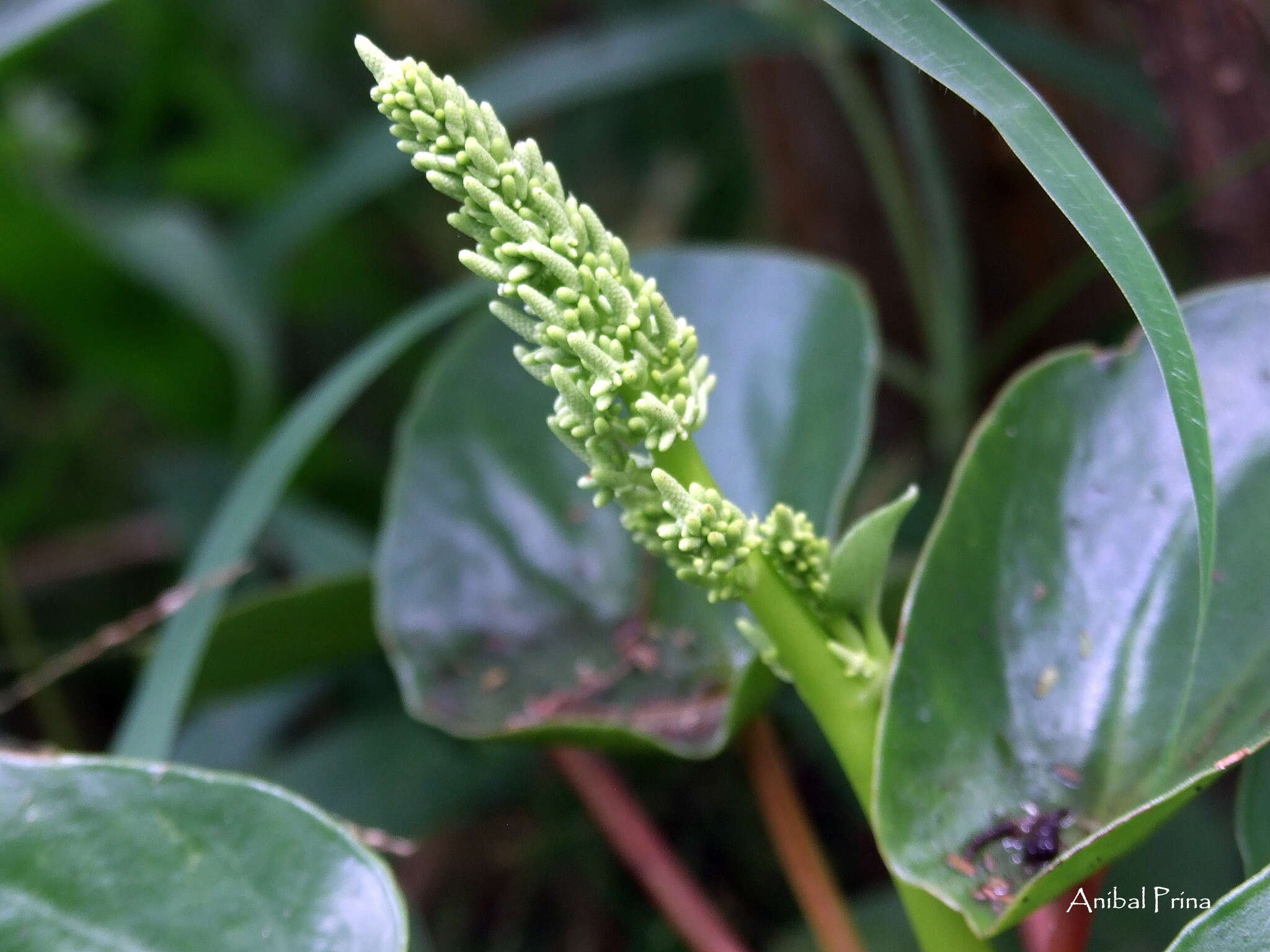 Image of Peperomia peltigera C. DC.