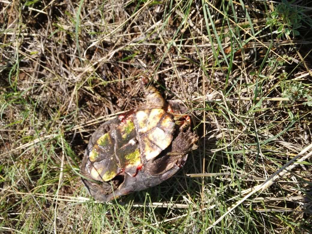 Image of Rough-footed Mud Turtle