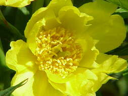 Слика од Paeonia delavayi subsp. ludlowii (Stern & G. Taylor) B. A. Shen