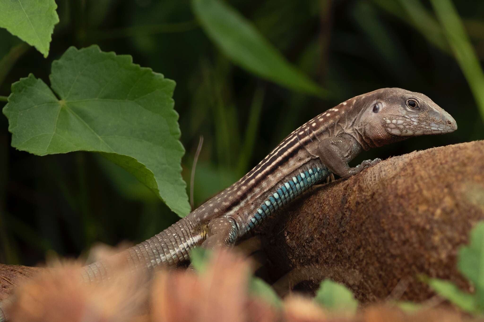 Plancia ëd Aspidoscelis guttatus (Wiegmann 1834)