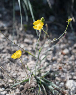 Image of Ranunculus gramineus L.