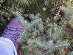 Image of Fraser Fir