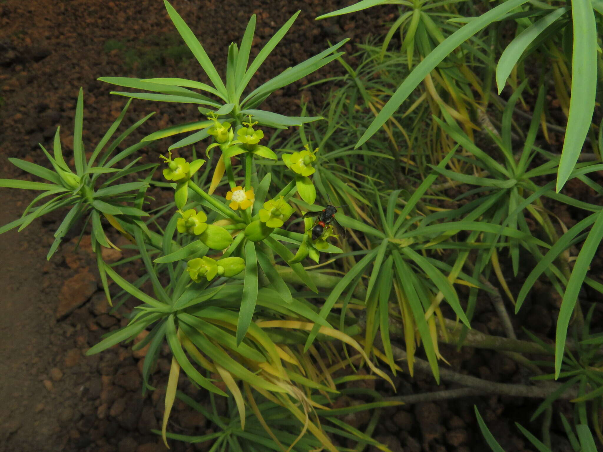 Image of Leptochilus cruentatus (Brullé 1840)