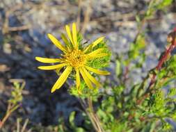 Image of scrubland goldenaster