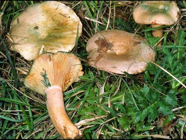 Image of Lactarius semisanguifluus R. Heim & Leclair 1950