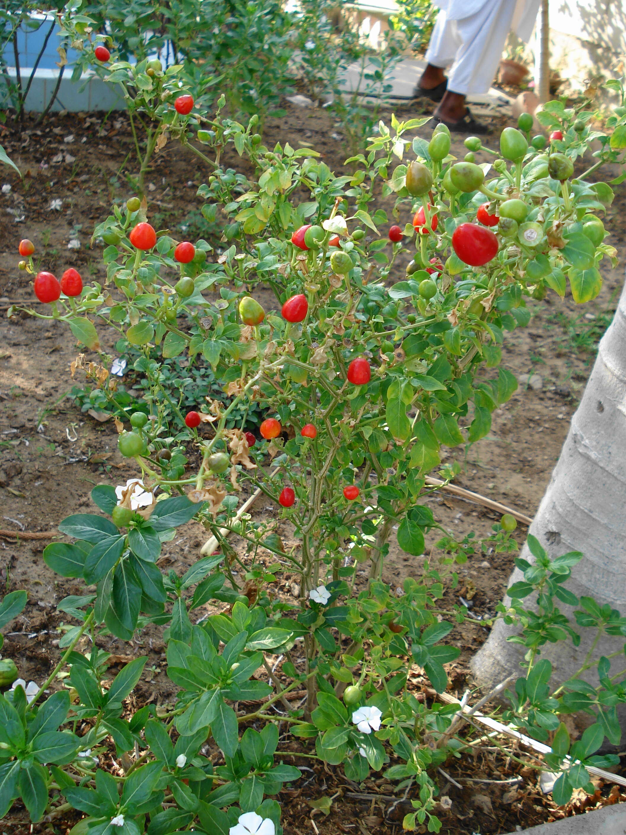 Image of cayenne pepper