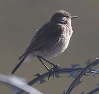 Image of Sickle-winged Chat