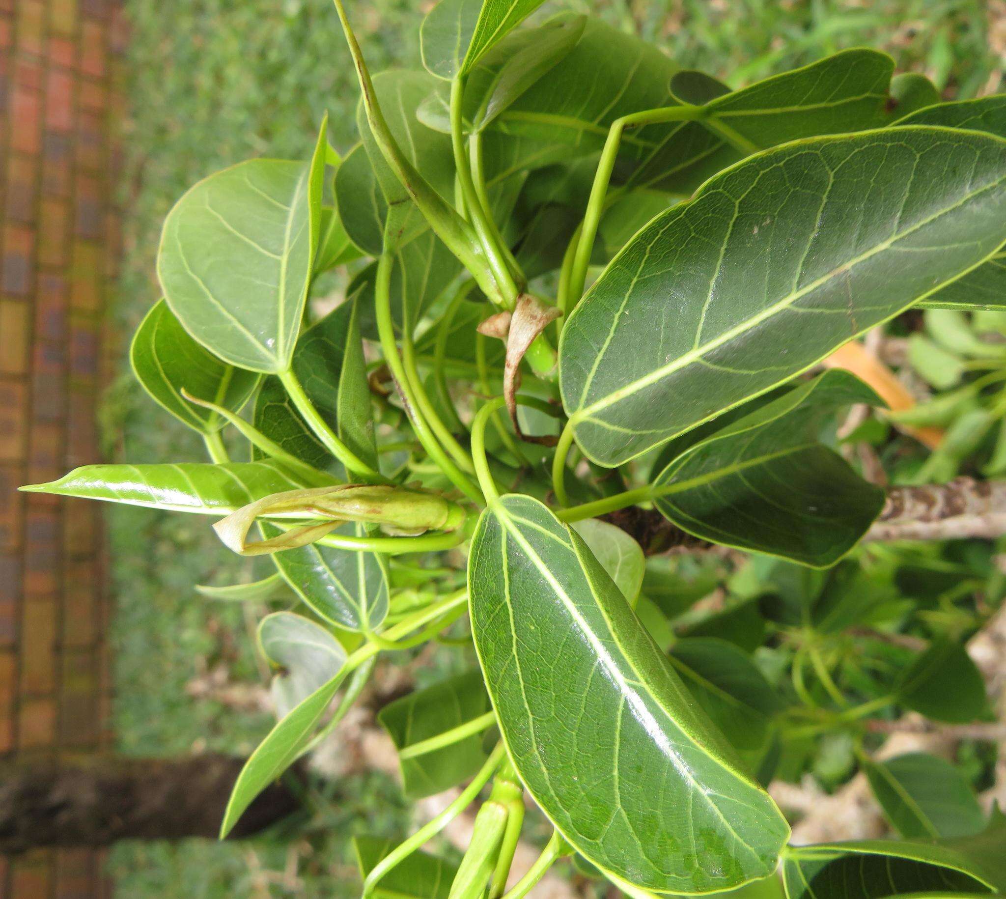 Ficus polita Vahl的圖片