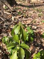 Image of Japanese pachysandra