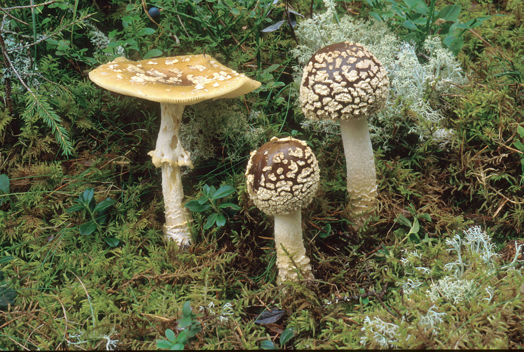 Image of Royal Fly Agaric