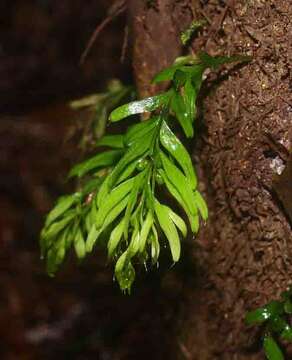 Image of Tmesipteris sigmatifolia Chinnock