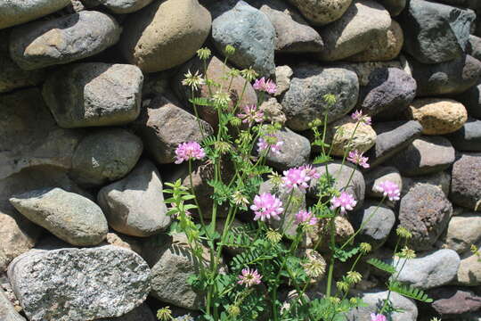 Image of crown vetch