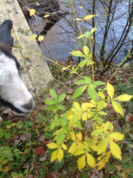 Image of Agrimony