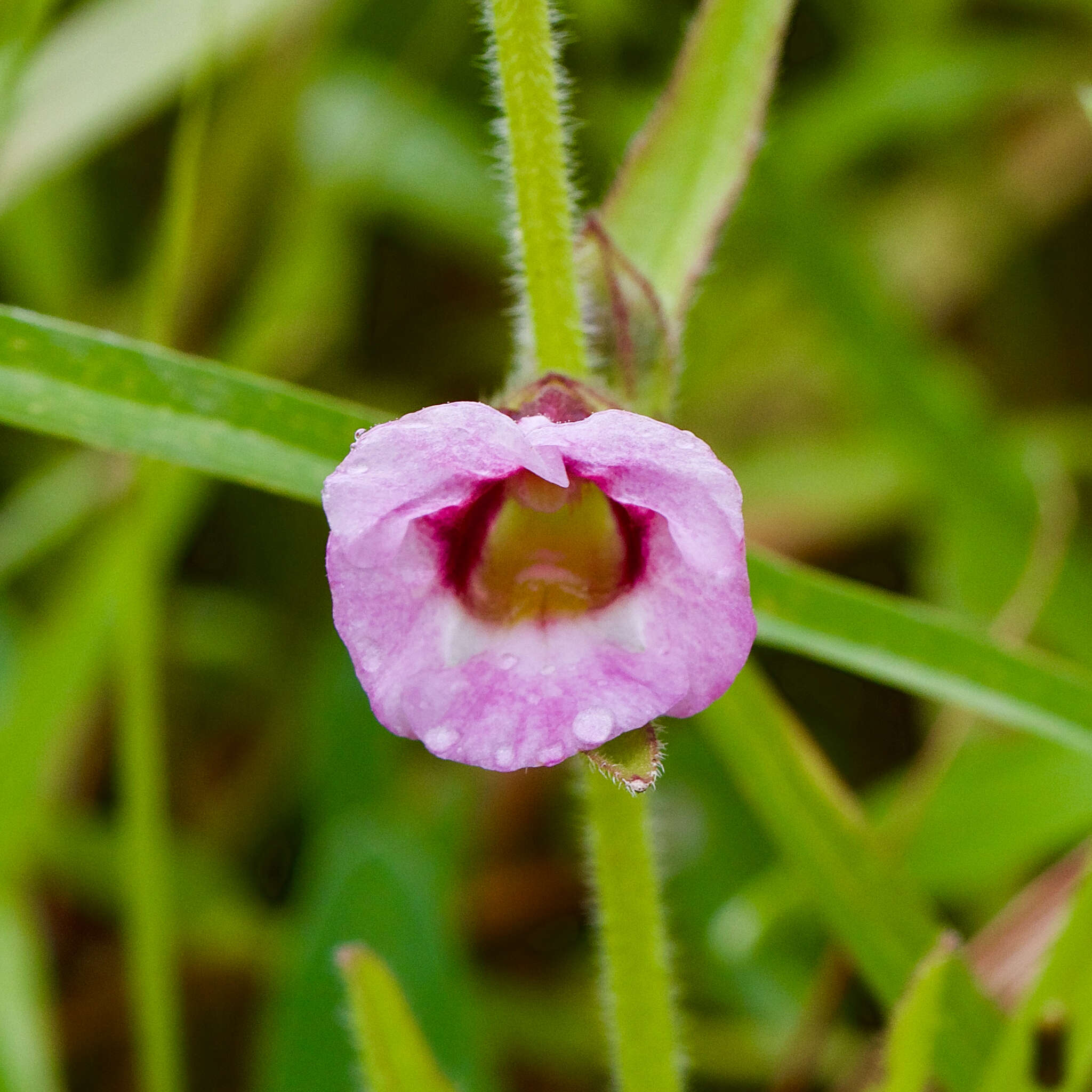 Image of Centranthera indica (L.) Gamble