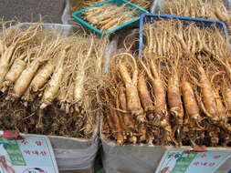 Image of Chinese ginseng