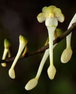 Image of Solenangis scandens (Schltr.) Schltr.