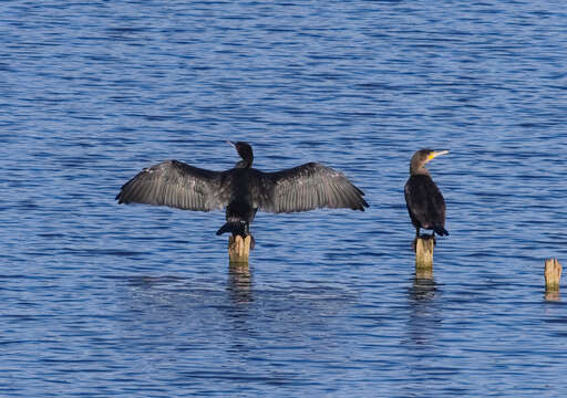 Image of Black Shag