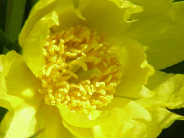 Слика од Paeonia delavayi subsp. ludlowii (Stern & G. Taylor) B. A. Shen