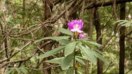 Imagem de Rhododendron ponticum subsp. baeticum (Boiss. & Reuter) Hand.-Mazz.