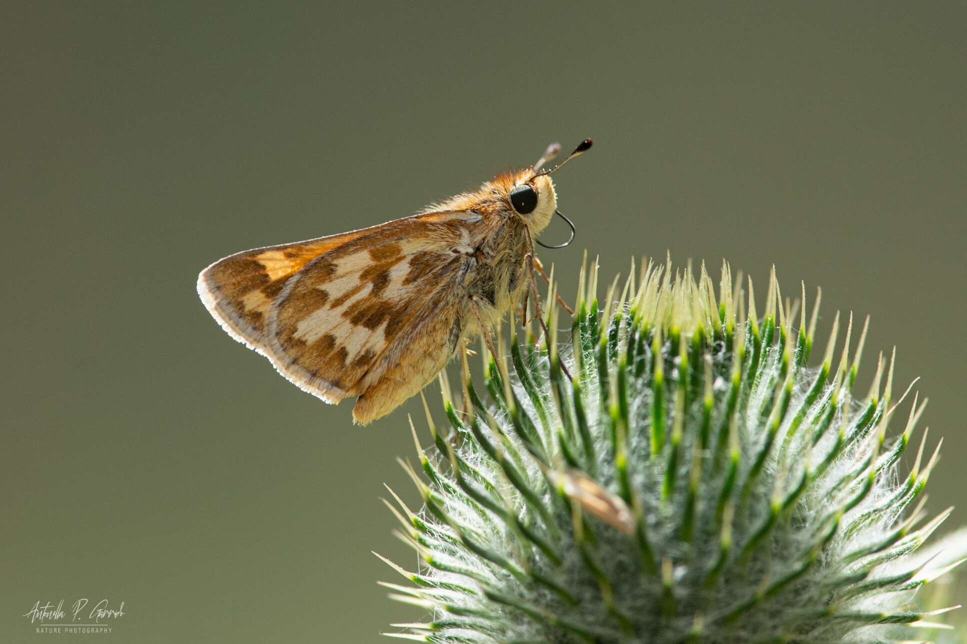 Image de Hylephila signata Blanchard 1852