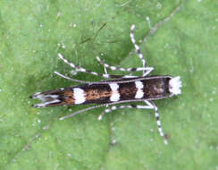 Image of Locust Digitate Leafminer