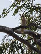 Image of Cacatua sanguinea gymnopis Sclater & PL 1871