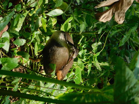 Image of White-breasted Waterhen