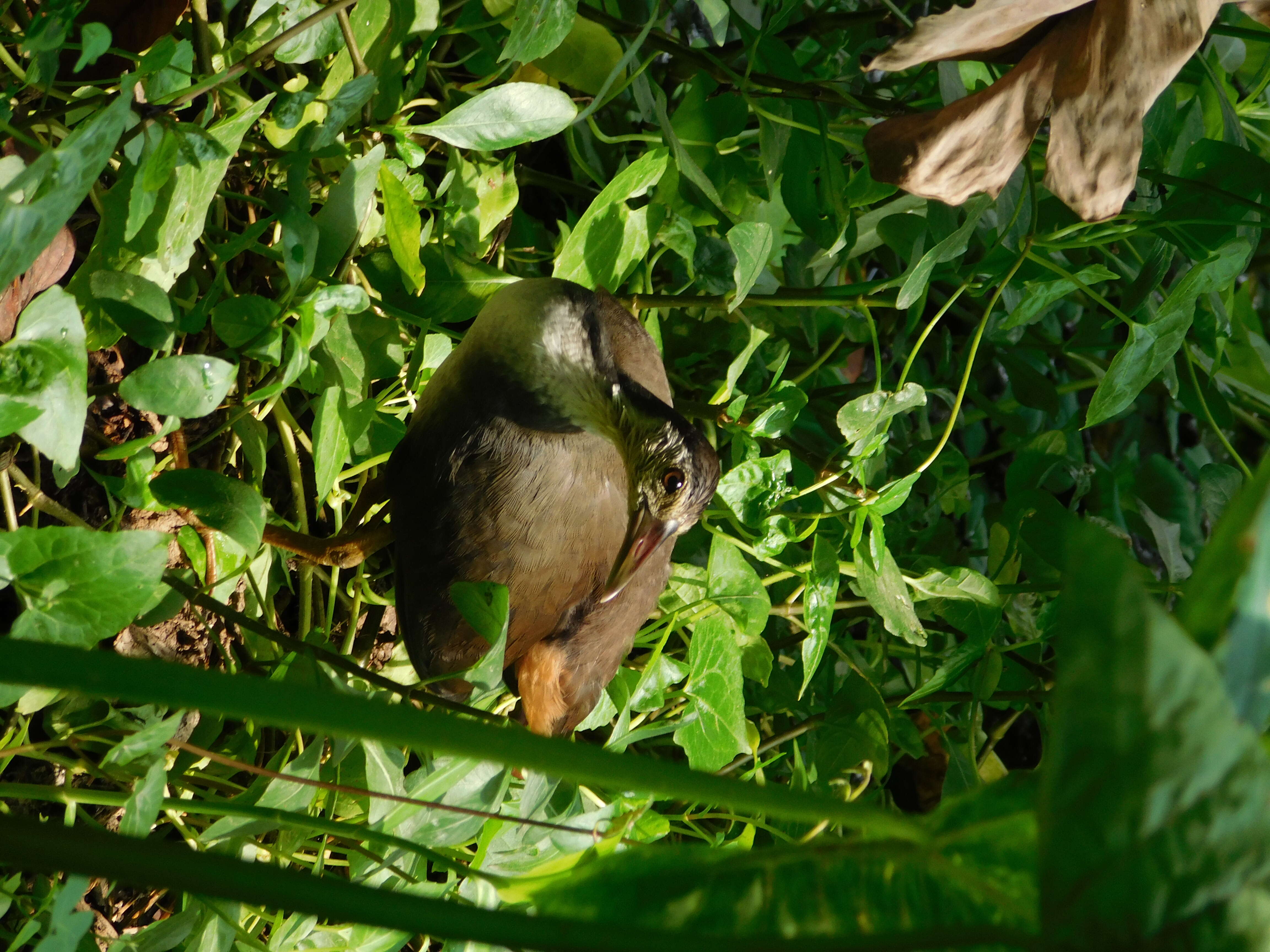 Image of White-breasted Waterhen