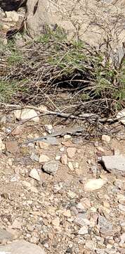 Image of Pai Striped Whiptail