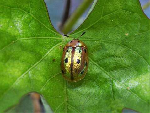 Plancia ëd Phytodectoidea