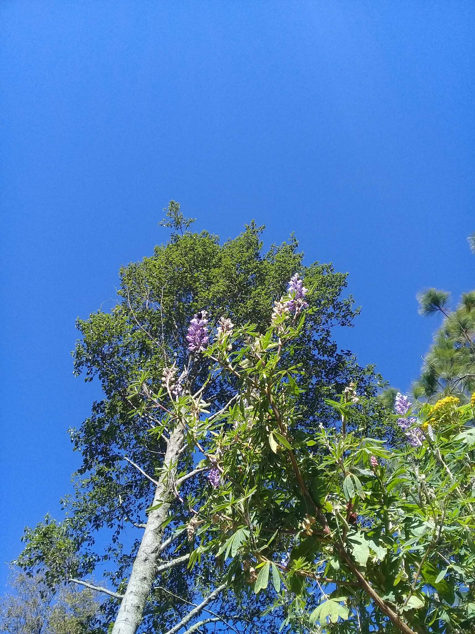 Image of elegant lupine