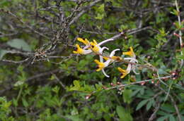 Image of Corydalis schanginii subsp. ainae Ruksans ex Lidén