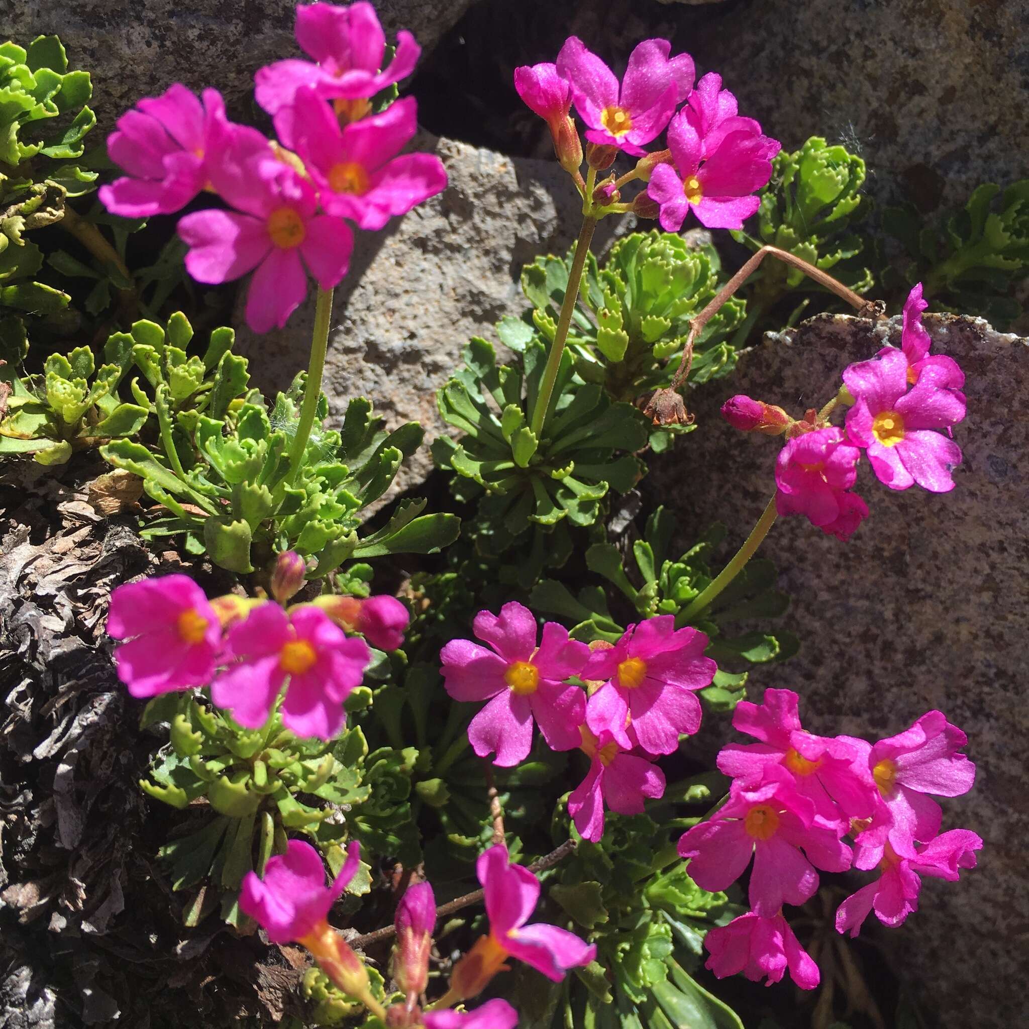 Слика од Primula suffrutescens A. Gray