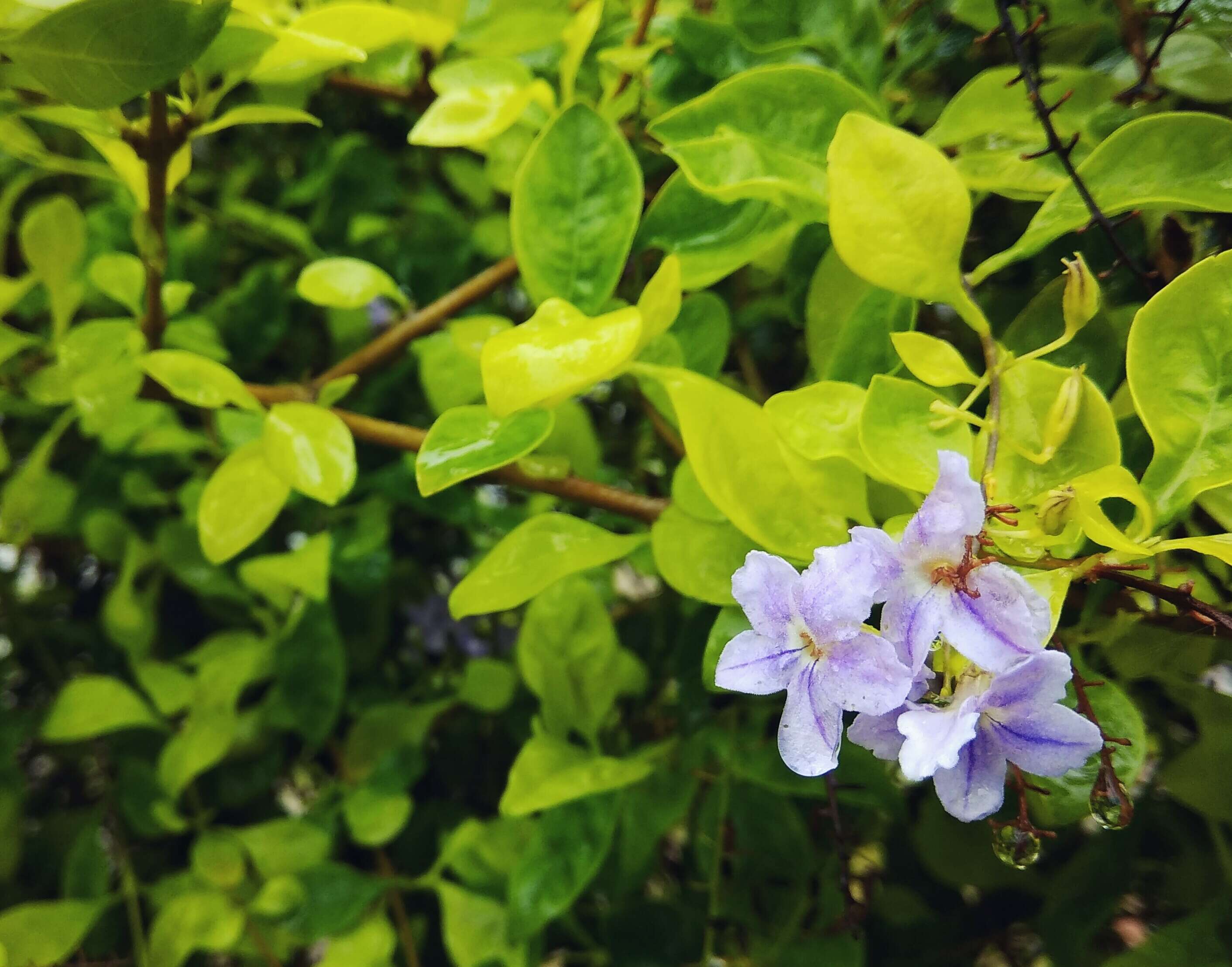 Duranta resmi