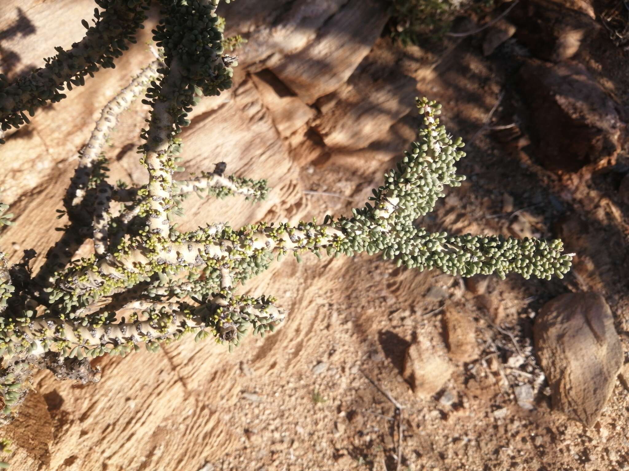 Image of Portulacaria namaquensis Sond.